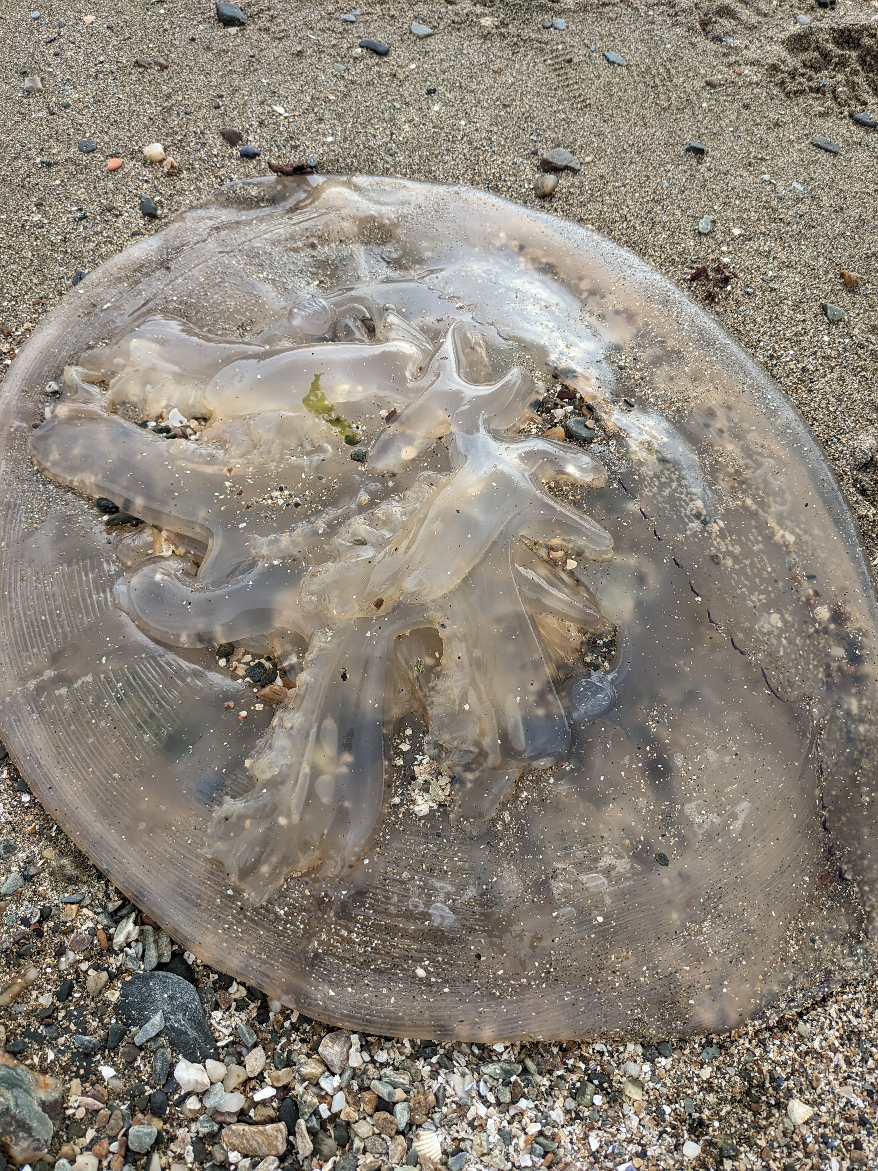 Jelly Fish3